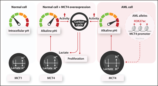 An increase in pHi driven by MCT4 promotes proliferation. A gauge for pHi is shown in which a normal cell is at the green zone. MCT4 increases pHi to the alkaline orange and red zones. Shifts in pHi by MCT4 overexpression in normal hematopoietic progenitors or an epigenetic-mediated upregulation of MCT4 in AML increases the activity of metabolic enzymes to reprogram carbon metabolism. Professional illustration by Somersault 18:24.