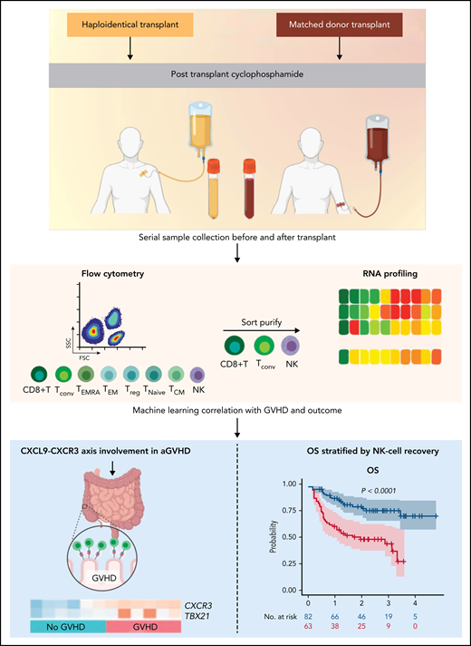 Haploidentical and matched donor HCT patients treated with PTCy underwent serial sample collection before and after receiving a transplant. Established and exploratory analytes along with key immune cell subsets were measured. A subset of mechanistically relevant immune cells were sort purified and interrogated via RNA sequencing, and machine learning was used to correlate with key transplantation-related outcomes including GVHD and survival. The CXCR3-CXCL9 axis was implicated as being important for the development of aGVHD, and quantitative NK-cell deficits during recovery were associated with inferior OS. The figure was created (in part) with BioRender.com.