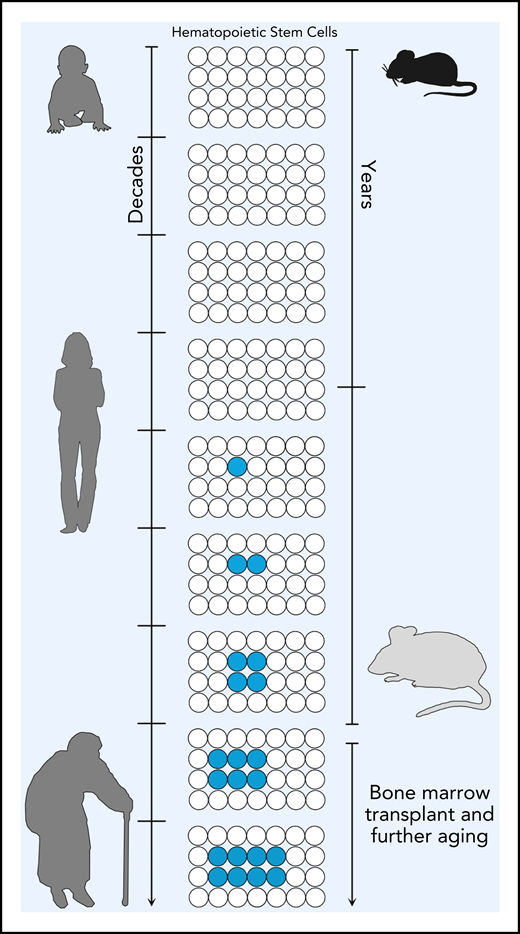 With age, hematopoietic stem cells can acquire somatic mutations (indicated in blue). If these mutations confer an advantage, these mutated HSCs can expand and give rise to clonal hematopoiesis. In humans, this has been documented from 40 years and older. As demonstrated by Chin et al, in mice, mutations in the same genes implicated in clonal hematopoiesis can be detected in 2-year-old mice (see figure). Upon secondary transplant, these preexisting HSCs can expand as seen in humans, demonstrating that mice can be used to model clonal hematopoiesis in vivo.