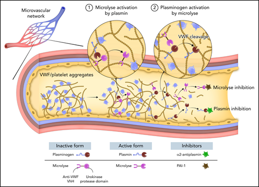 VWF-targeted plasmin generation by Microlyse. TTP is a devastating thrombotic syndrome characterized by the deposition of VWF and platelets in the microvasculature. Plasmin generation occurs during acute episodes of TTP and can degrade VWF, suggesting that the fibrinolytic system may serve as a potential bypassing pathway for the treatment of TTP. Microlyse is a fusion between the protease domain of urokinase and a nanobody targeting VWF. Exogenous plasmin converts Microlyse into its active form. Activated Microlyse catalyzes plasminogen activation in the presence of VWF, leading to a burst of plasmin activity. Plasmin degrades VWF and dissolves the thrombus. Microlyse and plasmin are rapidly inhibited by PAI1 and α2-antiplasmin, respectively, thereby limiting systemic thrombolytic activity.