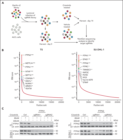 Genome-scale knockout screening reveals genes that meditate crizotinib resistance in anaplastic large cell lymphoma (ALCL). (A) Experimental design of the crizotinib resistance screen in ALK+ ALCL cell lines using the GecKO v2 library. (B) Genes ranked by MAGeCK Robust Rank Aggregation enrichment score in crizotinib over DMSO-treated cells, highlighting the top 10 of candidate genes acquired following specific filtering criteria based on the ranking list (see "Materials and methods"). ***FDR ≤0.01, **FDR ≤0.1, *FDR ≤ 0.2. (C) Deletion of PTPN1 or PTPN2 in ALK+ ALCL cell lines. TS and SU-DHL-1 cells were transduced with 2 different sgRNAs targeting either PTPN1 or PTPN2. Cells were treated with 80 nM or 300 nM crizotinib to evaluate changes in PTPN1 or PTPN2 expression. Western blotting was performed on cell lysates probed with the indicated antibodies. β-actin or β-tubulin were used as loading controls. One representative experiment of 4 is shown. (D) Cell viability assay was performed on TS and SU-DHL-1 WT or transduced cells with either PTPN1 or PTPN2 targeting sgRNAs undergoing crizotinib treatment. Data are represented as mean ± standard deviation (SD) of technical triplicates; **P < .01, ***P < .001, ****P < .0001, 2-way ANOVA followed by Dunnett's multiple comparisons test. (E) Growth curves of WT, PTPN1 KO, or PTPN2 KO ALK+ cells (TS and SU-DHL-1) treated with 80 nM crizotinib. Data are represented as means ± SD of technical triplicates; ****P < .0001, 2-way ANOVA followed by Tukey's multiple comparisons test. (F) PTPN1 KO or PTPN2 KO TS cells were subcutaneously injected into NSG mice. The mice were treated with crizotinib (75 mg/kg daily) by oral gavage. Data are represented as means ± SD of 4-6 mice in the control groups and 8 mice in the crizotinib-treated groups; ****P < .0001, 2-way ANOVA followed by Tukey's multiple comparisons test.