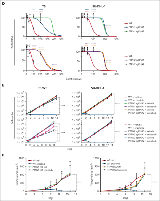 Genome-scale knockout screening reveals genes that meditate crizotinib resistance in anaplastic large cell lymphoma (ALCL). (A) Experimental design of the crizotinib resistance screen in ALK+ ALCL cell lines using the GecKO v2 library. (B) Genes ranked by MAGeCK Robust Rank Aggregation enrichment score in crizotinib over DMSO-treated cells, highlighting the top 10 of candidate genes acquired following specific filtering criteria based on the ranking list (see "Materials and methods"). ***FDR ≤0.01, **FDR ≤0.1, *FDR ≤ 0.2. (C) Deletion of PTPN1 or PTPN2 in ALK+ ALCL cell lines. TS and SU-DHL-1 cells were transduced with 2 different sgRNAs targeting either PTPN1 or PTPN2. Cells were treated with 80 nM or 300 nM crizotinib to evaluate changes in PTPN1 or PTPN2 expression. Western blotting was performed on cell lysates probed with the indicated antibodies. β-actin or β-tubulin were used as loading controls. One representative experiment of 4 is shown. (D) Cell viability assay was performed on TS and SU-DHL-1 WT or transduced cells with either PTPN1 or PTPN2 targeting sgRNAs undergoing crizotinib treatment. Data are represented as mean ± standard deviation (SD) of technical triplicates; **P < .01, ***P < .001, ****P < .0001, 2-way ANOVA followed by Dunnett's multiple comparisons test. (E) Growth curves of WT, PTPN1 KO, or PTPN2 KO ALK+ cells (TS and SU-DHL-1) treated with 80 nM crizotinib. Data are represented as means ± SD of technical triplicates; ****P < .0001, 2-way ANOVA followed by Tukey's multiple comparisons test. (F) PTPN1 KO or PTPN2 KO TS cells were subcutaneously injected into NSG mice. The mice were treated with crizotinib (75 mg/kg daily) by oral gavage. Data are represented as means ± SD of 4-6 mice in the control groups and 8 mice in the crizotinib-treated groups; ****P < .0001, 2-way ANOVA followed by Tukey's multiple comparisons test.