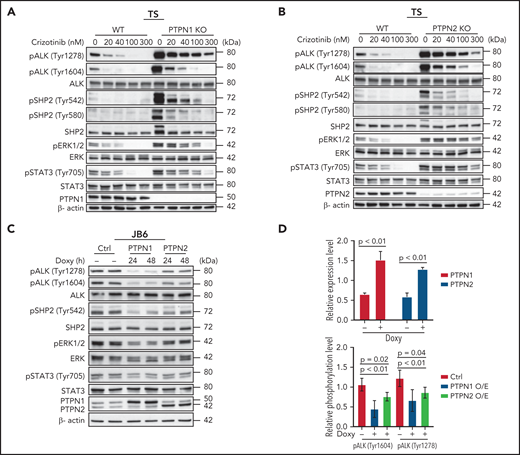 PTPN1 KO and PTPN2 KO cells show increased phosphorylation of SHP2, STAT3 and ERK compared with WT cells following crizotinib treatment. (A-B) Western blot analysis of PTPN1 KO or PTPN2 KO TS cells treated with the indicated concentrations of crizotinib for 4 hours. Cell lysates were blotted with the indicated antibodies. β-actin was used as a loading control. One representative experiment of 3 with comparable results is shown. (C) Western blot analysis performed on JB6 cells transduced with a doxycycline-inducible lentivirus expressing PTPN1 or PTPN2. Cells were induced with doxycycline for 24 or 48 hours and collected. Cell lysates were blotted with indicated antibodies. β-actin was used as a loading control. (D) Quantification of PTPN1, PTPN2, pALK (Tyr1604), and pALK (Tyr1278) expression levels following PTPN1 or PTPN2 overexpression induced by doxycycline in JB6 as in panel C. Data are represented as means ± SD of average of the 24- and 48-hour time points. The P value was determined by multiple t tests.