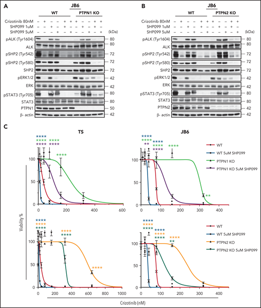 SHP2 inhibition overcomes crizotinib resistance in ALK+ ALCL. (A-B) Western blot analysis performed on WT, PTPN1 KO, and PTPN2 KO JB6 cells treated with 80 nM of crizotinib and 1 or 5 μM of SHP099 in single or in combination for 1 hour. Cell lysates were blotted with indicated antibodies. One representative experiment out of 3 is shown. (C) Dose response curves of WT, PTPN1, and PTPN2 KO TS and JB6 cells incubated in increasing concentration of crizotinib in single or combination with SHP099 inhibitor at the indicated concentration for 72 hours. Data are represented as mean ± SD of technical triplicates; **P < .01, ****P < .0001, 2-way ANOVA followed by Dunnett's multiple comparisons test. (D-E) Combenefit synergy plot and Bliss Synergy Score of combined crizotinib and SHP099 in WT, PTPN1 KO, and PTPN2 KO TS (D), or JB6 (E) cell lines. Blue: synergy, green: additivity, and red: antagonism.