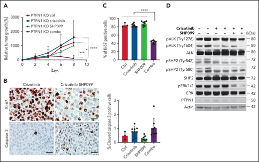 A combination of crizotinib and SHP099 overcomes TKI resistance in ALK+ ALCL in vivo. (A) Growth curves of tumor xenografts of PTPN1 KO JB6 cells injected subcutaneously in NSG mice treated with crizotinib (75 mg/kg daily), SHP099 (75 mg/kg daily), or a combination of both drugs. Data are represented as means ± SD; *P < .05, ***P < .001, ****P < .0001, 2-way ANOVA followed by Tukey's multiple comparisons test; n = 3 mice for control group, n = 10 mice for crizotinib treated group, n = 8 mice for SHP099-treated group, and n = 9 mice for combo group. (B) Representative immunohistochemistry for Ki-67 and cleaved caspase-3 performed on crizotinib-treated or crizotinib + SHP099–treated PTPN1 KO tumors. Scale bar, 50 μm. (C) Quantification of Ki-67 or cleaved caspase-3+ cells in PTPN1 KO tumors treated as in Figure 6A. Significance was determined by unpaired, 2-tailed Student t test, **P < .01, ****P < .0001. (D) Western blot analysis performed on lysates from PTPN1 KO tumors obtained from mice treated with the indicated drugs shows marked downregulation of ERK phosphorylation in the crizotinib plus SHP099 treatment. Two representative tumors for each treatment are shown.