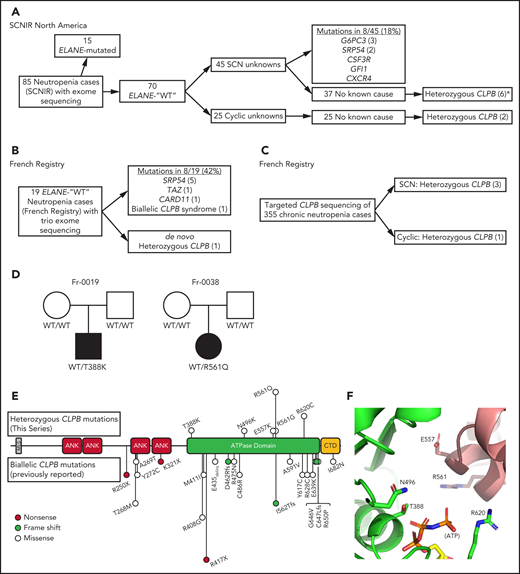 CLPB variants in SCN. Flow diagrams summarizing independent sequencing results from the SCNIR (A) and French SCN registry (B-C). The number of cases carrying a specific variant is shown in parentheses. (D) Pedigrees for 2 de novo cases with available family studies. Parental and patient variant status was confirmed using Sanger sequencing. WT indicates that the relevant CLPB variant was not present. Male (square) and female (circle) family members are depicted as unaffected (white) or affected (black). Parentage for cases Fr-0019 and Fr-0038 was confirmed using short tandem repeat analysis. (E) Mutational spectrum of CLPB as identified in this series (top) vs previously reported biallelic variants (bottom). The overall domain architecture of human CLPB is shown and includes the mitochondrial localization sequence (MLS), ankyrin-rich repeats (ANK), ATPase domain, and C-terminal domain (CTD). (F) CLPB protein structure model based on data from the crystal structure of T thermophilus CLPB (PDB ID: 1qvr). Side chains are shown for the 5 mutated residues, found in 10 patients, that cluster around the ATP-binding pocket. *One patient was identified initially through clinical sequencing but subsequently enrolled in the SCNIR and underwent exome sequencing. Cyclic, cyclic neutropenia.