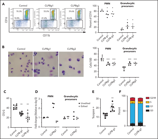 CLPB-deficient HSPCs have impaired granulocytic differentiation. Human cord blood CD34+ cells were nucleofected with guide RNA targeting CLPB (CLPB-g1 or CLPB-g3) or a control guide RNA targeting the intron of AAVS1 (as a gene editing control) complexed together with recombinant Cas9 protein. Edited CD34+ cells were cultured for 7-14 days in media containing G-CSF and SCF. (A) Representative flow plots showing gating strategy to identify CD11b+CD16+ mature neutrophils (PMN) or CD11b+/−CD16− granulocytic precursors; data are gated on CD14− cells to remove monocytes. Data are quantified in the right panel. (B) Representative hematoxylin/eosin-stained cytospin preparations of cells on day 14 of culture; original magnification using a 63X objective. Data are quantified in the right panel. (C) Number of CFU-G per 2000 gene-edited CD34+ cells. (D) Fold change (from day 0) in edited cells (for CLPB, edited out-of-frame) or unedited cells (for CLPB, unedited plus edited in-frame) in PMNs or granulocytic precursors sorted on day 14. (E) Percentage of caspase-3+ granulocytic precursors on day 7 of culture. (F) Cells were cultured for 7 days, and cell cycle was assessed by flow cytometry. Data represent 3-5 independent experiments. *P < .05, **P < .01, ***P < .005, repeated measures 1-way ANOVA.