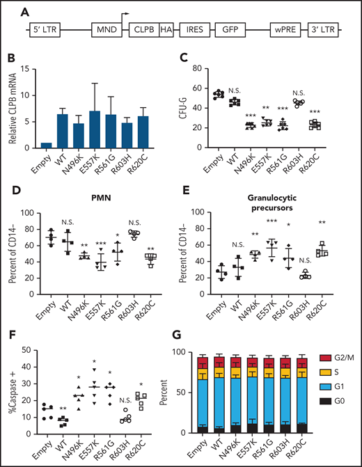 Expression of ATP-binding pocket CLPB mutants impairs granulocytic differentiation. Cord blood CD34+ cells were transduced with lentivirus expressing the indicated CLPB cDNA (or empty vector control). GFP+ cells were sorted at 48 hours and then seeded into media containing G-CSF and SCF or methylcellulose containing G-CSF. (A) Lentiviral vector. (B) RNA expression of CLPB relative to β-actin messenger RNA. (C) CFU-G per 2000 GFP+ CD34+ cells. Percentage of mature neutrophils (D) and granulocytic precursors (E) on day 14 of culture; data are gated on CD14− cells to exclude monocytes. (F) Percentage of caspase-3+ granulocytic precursors on day 7 of culture. (G) Cells were cultured for 7 days, and cell cycle was assessed by flow cytometry. Data represent 3-5 independent experiments. *P < .05, **P < .01, ***P < .005, repeated-measures 1-way ANOVA. IRES, internal ribosomal entry site; LTR, long terminal repeat; N.S., not significant; wPRE, woodchuck promoter responsive element.