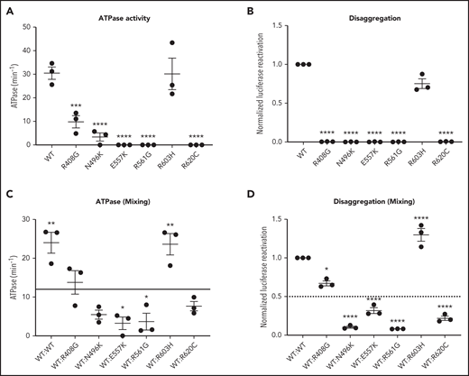 CLPB mutants show impaired ATPase and disaggregase activity and exhibit a dominant-negative effect on WT CLPB. Purified CLPB protein was used to measure ATPase activity of the indicated CLPB variants tested in isolation (A); disaggregase activity of the indicated CLPB variants tested in isolation (B); ATPase activity of WT CLPB when mixed 1:1 with WT CLPB or CLPB variants (C); and disaggregase activity of WT CLPB when mixed 1:1 with WT CLPB or CLPB variants (D). In (C-D), the dotted line represents 50% of WT CLPB activity. Data represent 3 independent experiments. *P < .05, **P < .01, ***P < .001, ****P < .0001, 1-way ANOVA. In (A-B), comparison was made with WT CLPB activity. A comparison was made with values representing 50% of WT activity (C-D).