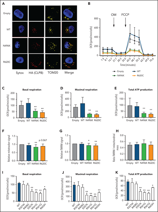 Expression of CLPB mutants impairs mitochondrial respiration without affecting membrane potential. MOLM-13 cells were transduced with a lentiviral vector expressing WT CLPB, CLPB-N496K, or CLPB-R620C. (A) Representative photomicrographs of cells stained with anti-HA antibody to detect CLPB (red) and anti-TOM20 (yellow) to label mitochondria. Nuclei were counterstained with SYTOX Green (blue); original magnification, ×63. (B-E) The mitochondrial stress test was performed using a Seahorse XFe96 Analyzer. (B) Representative graph showing the oxygen consumption rate (OCR) at baseline and after treatment with the ATP synthase inhibitor oligomycin (OM) and then the uncoupling agent carbonyl cyanide-4 phenylhydrazone (FCCP). Parameters of mitochondrial respiration include basal respiration (C), maximal respiration (D), and total ATP production (E). (F-H) Cells were labeled TMRM or MitoTracker Green. (F) MitoTracker Green signal normalized to empty vector control. (G) TMRM signal normalized to empty vector control. (H) Ratio of TMRM signal/MitoTracker green signal. Mitochondrial respiration parameters for additional CLPB variants: basal respiration (I), maximal respiration (J), and total ATP production (K). *P < .05, **P < .01, repeated-measures 1-way ANOVA.