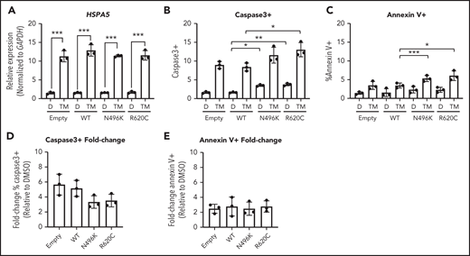 Induction of UPR does not cause increased fold change in apoptosis in CLPB variant–expressing myeloid cells. The myeloid cell line MOLM-13 was transduced with CLPB variants or empty vector control, and cells were sorted based on GFP positivity. Cells were treated with DMSO (D) or the glycosylation-inhibitor tunicamycin (TM) for 24 hours. (A) Induction of the UPR was confirmed by assessing expression of HSPA5 by quantitative polymerase chain reaction. The percentage of cleaved caspase-3+ (B) or Annexin V+ (C) cells was assessed by flow cytometry. Fold change representation of cleaved caspase-3+ (D) or Annexin V+ (E) cells expressed as the ratio of TM/DMSO within each sample. Data represent 3 independent experiments. *P < .05, **P < .01, ***P < .001, repeated-measures 1-way ANOVA.