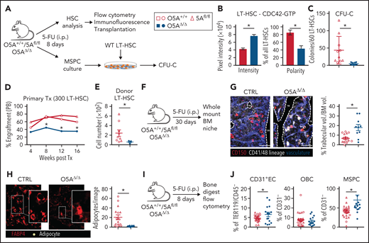 Stress-induced niche remodeling in O5AΔ/Δ mice. (A) Experimental design for IP injection of 5-Fluorouracil (5-FU) in coculture assay of MSPCs and LT-HSC. The following genotypes were analyzed by flow cytometry and IF 8 days after treatment: Control (CTRL): O5A+/+, n = 5, 5Afl/fl, n = 7 and O5AΔ/Δ, n = 10. (B) Protein content and polarity of LT-HSCs stained for CDC42-GTP (n = 30), measured by ImageJ software. (C) Number of colonies from 60 LT-HSCs after coculture for 6 days on MSPCs isolated from 5-FU injected mice with the following genotype: (CTRL): O5A+/+, n = 5, 5Afl/fl, n = 5 and O5AΔ/Δ, n = 10. (D) Primary transplantation (Tx) of 300 sorted LT-HSCs 8 days after 5-FU injection into lethally irradiated 129*Ly5.1 WT recipients. Experimental groups: CTRL: O5A+/+, n = 5 and 5Afl/fl, n = 4 and O5AΔ/Δ, n = 7. Graph showing the donor engraftment in PB. (E) Absolute numbers of donor-type LT-HSCs in the BM, 16 weeks after Tx. For flow cytometry gating strategy, see supplemental Figure 1. (F) Experimental design for IP injection of 5-FU in 8- to 10-week-old mice of following genotypes: CTRL: O5A+/+ n = 2, 5Afl/fl n = 2 and O5AΔ/Δ, n = 2. BM analysis 30 days after treatment. (G) Stacked whole-mount images from epiphyseal/metaphyseal BM. FABP4+ vasculature is shown in blue. CD150 is shown in red, other hematopoietic markers (CD41, CD48, and lineage) are shown in gray. The dashed lines denote the endosteum. Scale bar, 100 µm; n = 10 images (n = 6 images 5Afl/fl PBS) from 2 mice each group. The results represent 2 independent experiments. The graph showing the % of trabecular volume per BM volume. (H) Stacked whole-mount images from epiphyseal/metaphyseal BM. FABP4+ adipocytes are shown in red. Adipocytes are additionally marked by a yellow circle. Extended focus projection images. Scale bar, 100 µm; n = 10 images from 2 mice each group, femora. The graph on the right shows the number of adipocytes per image. (I) Experimental design for analysis of bone-digested stromal cells, isolated from compact bones, 8 days post 5-FU treatment. (J) Relative numbers of CD31+ ECs, OBCs, and immature MSPCs; flow cytometry gating strategy in supplemental Figure 1. *P < .05 (nonparametric Mann-Whitney test: B-G,J). The results represent 2 to 3 independent experiments. Data are represented as dots per mouse or cell and the mean ± SEM. Symbol legends as shown in Figure 1A.