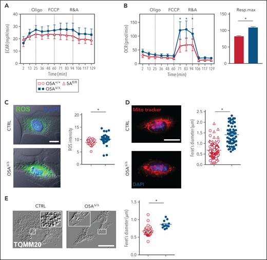 Mitochondria and mitochondrial function in MSPCs (p4) from 5-FU-treated O5AΔ/Δ and control mice. (A-B) Graphs showing 1 experiment out of 2 as an example for extracellular acidification rate (ECAR) (A) and OXPHOS levels measured by oxygen consumption rates (OCR) (B), in cultured MSPCs, respiration maximum (right panel) is shown for MSPCs from both experiments; oligo, oligomycin; FCCP, p-trifluoromethoxyphenylhydrazone; R&A, rotenone and antimycin. (C) Fluorescent microscopy images and intensity of reactive oxygen species (ROS = DCFDA, green) levels and DAPI (blue) in MSPCs. Graph showing pixel intensity measured by ImageJ software. (D) Fluorescent microscopy images and diameter of mitochondria designated as feret's diameter measured by ImageJ software (MitoTrackerRed, red) and DAPI (blue) in MSPCs. (E) Fluorescent microscopy images of mitochondria (TOMM20) in MSPCs illustrated as relief image (Adobe Photoshop: v21.1.1/filter relief) and diameter of mitochondria designated as feret's diameter measured by ImageJ software. Scale bars, 10 µm. *P < .05 (nonparametric Mann-Whitney test; A-E). The results of each panel represent 2 or 3 independent experiments. Data are represented as mean ± SEM. Open symbols and bars represent measurements of control (5Afl/fl and O5A+/+). Closed symbols and bars represent measurements of O5AΔ/Δ MSPCs. Symbol legend shown in Figure 4A.