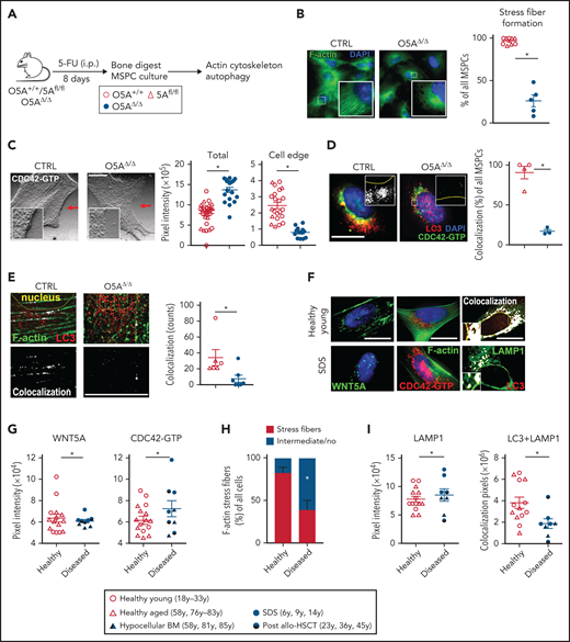 Actin- and CDC42-dependent autophagy in O5AΔ/Δ and human MSPCs. Mouse samples: (A) IP injection of 5-FU in the following genotypes: CTRL: O5A+/+ n = 5, 5Afl/fl n = 7 and O5AΔ/Δ n = 10. Analysis of cytoskeleton-associated proteins and autophagy in compact bone-derived MSPCs, isolated 8 days after 5-FU-treatment and cultured until passage 4. (B) Fluorescent microscopy images of F-actin (Phalloidin/green) and DAPI (blue) staining. The graph shows the results of stress fiber formation in pooled MSPCs of 3 independent experiments. (C) Fluorescent microscopy images of CDC42-GTP in MSPCs illustrated as relief image (Adobe Photoshop: v21.1.1/filter relief). Graphs showing the total pixel intensity of CDC42-GTP (left panel) and the cell edge (right panel) as measured by ImageJ software. (D) Confocal images of CDC42-GTP (green), LC3 (red), and DAPI (blue) in MSPCs. Colocalization was measured by ImageJ software (plugin colocalization) and visualized in white. The graph shows the measurement of colocalization in pooled MSPCs. (E) Fluorescent microscopy images of F-actin (Phalloidin/green) and LC3 (red) in MSPCs. Colocalization was measured by ImageJ software (plug-in: colocalization) and visualized in white. Human samples: (F) Fluorescent microscopy images of cultured human MSPCs (P2) from healthy young donors and SDS patients. Fluorescent staining of WNT5A (green, left), F-actin (green, middle), CDC42-GTP (red, middle), DAPI staining (blue, left and middle), and colocalization of LAMP1 (green, right) and LC3 (red, right) measured by ImageJ software. (G) Graphs showing the protein content of WNT5A (left) and CDC42-GTP (right). (H) Evaluation of the orientation of F-actin stress fibers stained with phalloidin. Cells showing intermediate orientation (for instance, at the cell edge only) or no orientation were taken together (see supplemental Methods). (I) LAMP1 staining (left) and colocalization pixels of LAMP1 and LC3 (right) in MSPCs (P2) from healthy young individuals, n = 7, healthy aged individuals, n = 7, samples from hypocellular BM patients (P_1-3; see supplemental Table 2 for details), n = 3, SDS patients (P_7-9; see supplemental Table 2 for details), n = 3 and post-allo-HSCT patients (P_4-6; see supplemental Table 2 for details), n = 3. Scale bars 10 µm. *P < .05 (nonparametric Mann-Whitney test: B-E,G-I). The results represent 2 to 3 independent experiments. Data are represented as mean ± SEM. Symbol legends shown in Figure 5A and underneath Figure 5H-I.