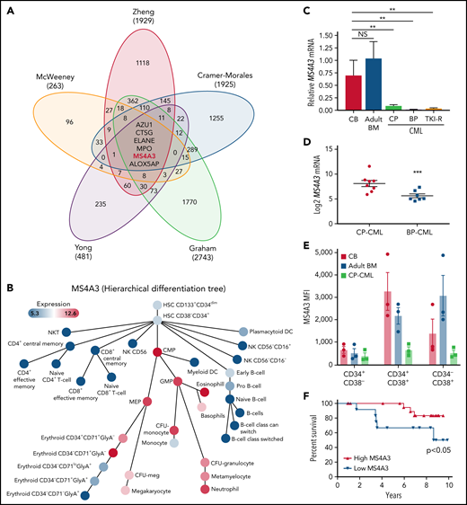 MS4A3low is a common feature of CML blastic transformation, primitive leukemic stem cell, and primary TKI resistance. (A) Meta-analysis with transcriptomic datasets comparing CP-CML vs BP-CML (CD34+),13 long CP (>3 years) vs short CP (≤3 years) (CD34+),12 LSCs vs HSCs (CD34+CD38−),41 imatinib responders vs nonresponders (pretherapy CD34+),14 proliferating (CD34+Hoechst+/Pyronine+) vs quiescent (CD34+Hoechstlo/Pyroninelo)40 CML cells. Venn diagram shows the number of genes with a >1.5-fold expression difference. (B) MS4A3 expression on a hierarchical differentiation tree, based on BloodSpot42 illustration of the dataset GSE24759.82 (C) MS4A3 mRNA was quantified by qRT-PCR in CD34+ cells from normal CB (n = 4), adult BM (from femoral head, n = 2), CP-CML (n = 13), BP-CML (n = 4), or TKI-resistant (TKI-R, n = 3) CP-CML patients with unmutated BCR-ABL1. Data were normalized to FH controls. (D) MS4A3 expression was quantified by Affymetrix HG-U133A arrays in 2 independent datasets comparing CD34+ cells from CP-CML (n = 7) and BP-CML (n = 7) patients.53 (E) Flow cytometry analysis of MS4S3 in CB, adult BM, and CP-CML samples (n = 3). (F) OS of CP-CML (n = 35) patients with MS4A3 mRNA expression in CD34+ cells (prior to imatinib therapy) above (high, n = 21) or below (low, n = 14) the value at a bimodal separation. *P < .05, **P < .01, ***P < .001.