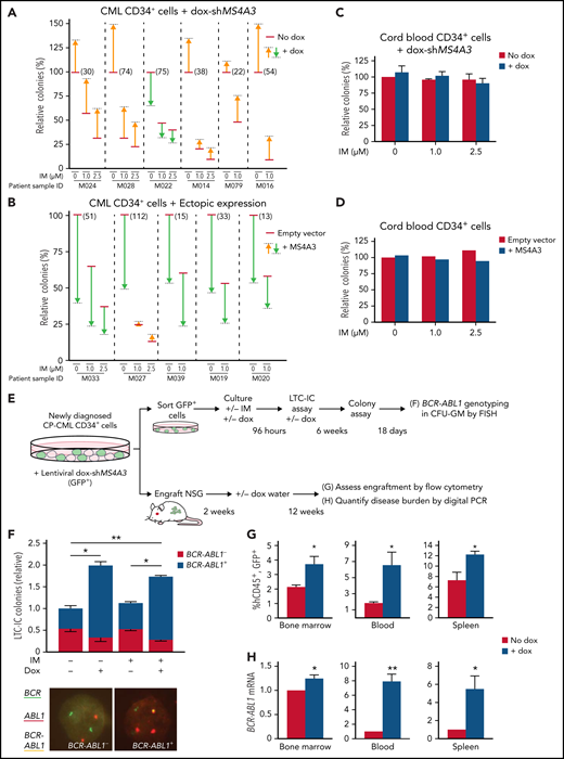MS4A3 regulates colony formation and TKI resistance of BCR-ABL1+ cells ex vivo, and BCR-ABL1+ cell engraftment in vivo. (A-D) Effects of MS4A3 KD or ectopic MS4A3 expression on colony formation of CD34+ cells of CML samples (A-B) and CB samples (C-D). Colony formation: number of GM-colony formed after culture for 14 days. (E) Design of LTC-IC and xenograft assays. (F) Dox-shMS4A3-GFP+ cells were cultured ±0.1 μg/mL dox in 6-week LTC-IC cultures, then plated in colony assays. Colonies were genotyped by FISH (representative images shown). IM-dox- reference colony count average: 248. (G) Dox-shMS4A3-GFP+ cells were injected into NSG mice that were kept on dox water or normal water. hCD45+GFP+ cells in the BM (left), PB (middle), and spleen (right) were quantified with flow cytometry at 12 weeks postinjection. (H) BCR-ABL1 expression in the BM (left), PB (middle), and spleen (right) of recipient mice were detected by digital PCR at 12 weeks postinjection.