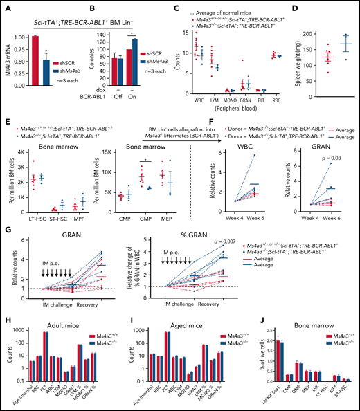 Ms4a3 depletion preserves stemness of BCR-ABL1+ HSPCs, but does not affect normal hematopoiesis in mice. (A-B) BM Lin− cells from Scl-tTA+;TRE-BCR-ABL1+ mice were transduced with shMs4a3 and cultured ex vivo. (A) Ms4a3 expression was quantified by qRT-PCR in cells cultured with dox (BCR-ABL1 off). (B) Colony formation was assessed with or without BCR-ABL1 induction. (C-E) Ms4a3−/−;Scl-tTA+;TRE-BCR-ABL1+ and Ms4a3+/+ or +/−;Scl-tTA+;TRE-BCR-ABL1+ mice were monitored for 16 weeks after BCR-ABL1 induction (dox withdrawal). Blood cell counts (C), spleen weight (D), and BM stem cell and progenitor counts (E) were quantified by veterinary hematology analyzer and flow cytometry. (F) Blood counts of recipient mice after lethal irradiation and allograft of BM Lin− cells from leukemic donors in panel E. Counts are normalized to week 4, the initial successful engraftment time point. (G) Granulocyte counts and percentage of leukemic mice undergoing 7 days of IM challenge (400 mg/kg) and 7 days of IM withdrawal and recovery. IM were administered by oral gavage. (H-I) PB counts in Ms4a3+/+ and Ms4a3−/− mice, of adult (n = 13 and 10) (H) and old (n = 8 and 14) (I) individuals. The cell count units are: 1012/L for red blood cell (RBC); 109/L for white blood cell (WBC), lymphocyte (LYM), monocyte (MONO), granulocyte (GRAN), and platelet (PLT). (J) Flow cytometry analysis of BM stem and progenitor populations in Ms4a3+/+ and Ms4a3−/− mice.