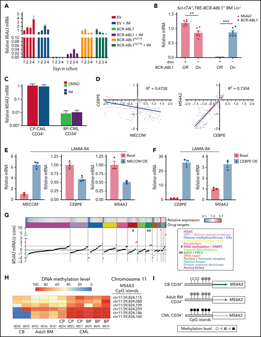 MS4A3/Ms4a3 transcription is regulated by BCR-ABL1, MECOM-C/EBPε axis, and epigenetic factors in CML. (A) Relative Ms4a3 mRNA in 32D-cl3 cells transfected with wild-type p210BCR-ABL1, the kinase inactive K271R mutant of p210BCR-ABL1, or an EV control, after culturing ±1 μM IM for 1 to 4 days. (B) Relative expression of Ms4a3 and BCR-ABL1 mRNA after BCR-ABL1 induction for 72 hours in Lin− BM cells from Scl-tTA+;TRE-BCR-ABL1+ mice. (C) Relative MS4A3 mRNA expression in CD34+ cells from CP-CML or BP-CML patients cultured ±1 μM IM for 24 hours. (D) Correlations between the expression of MECOM, CEBPE, and MS4A3 in CML CD34+ cells from a cohort of CP-, BP-, and AP-CML patients. Analysis was performed using log2 transformed microarray data. (E) Gene expression after overexpression of MECOM (EVI1). (F) Gene expression after overexpression of CEBPE. (G) Relative MS4A3 expression in CP-CML CD34+ cells treated with an epigenetic inhibitor library. Drug targets are color-coded. # and ## denote the classes of interest. (H-I) The heat map and diagram representing CpG methylation levels in the MS4A3 promoter region as detected by DNA bisulfite conversion and patch PCR sequencing on DNA of CD34+ cells from CB, adult BM, CP-CML, and BP-CML samples. (J) H3K27me3 ChIP‐seq signal is shown at the indicated MS4A3 locus in CD34+ cells from CB, adult BM, CP‐CML, and BP‐CML patients. Each ChIP‐seq track is normalized and scaled to the same scale. (K) Relative MS4A3 expression in CD34+ cells from 2 BP-CML patients, after treatment with indicated EZH2 inhibitors. M033 sample had elevated H3K27me3 reads at MS4A3 locus, while M050 had no obvious change compared with CB and adult BM.