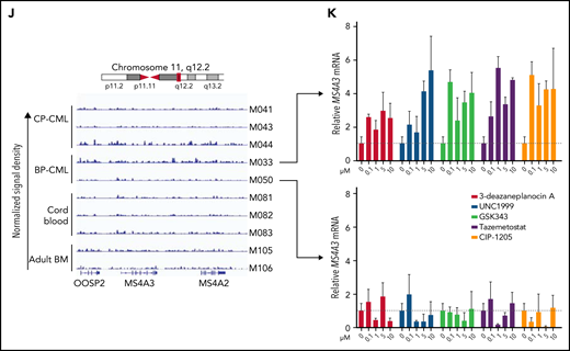 MS4A3/Ms4a3 transcription is regulated by BCR-ABL1, MECOM-C/EBPε axis, and epigenetic factors in CML. (A) Relative Ms4a3 mRNA in 32D-cl3 cells transfected with wild-type p210BCR-ABL1, the kinase inactive K271R mutant of p210BCR-ABL1, or an EV control, after culturing ±1 μM IM for 1 to 4 days. (B) Relative expression of Ms4a3 and BCR-ABL1 mRNA after BCR-ABL1 induction for 72 hours in Lin− BM cells from Scl-tTA+;TRE-BCR-ABL1+ mice. (C) Relative MS4A3 mRNA expression in CD34+ cells from CP-CML or BP-CML patients cultured ±1 μM IM for 24 hours. (D) Correlations between the expression of MECOM, CEBPE, and MS4A3 in CML CD34+ cells from a cohort of CP-, BP-, and AP-CML patients. Analysis was performed using log2 transformed microarray data. (E) Gene expression after overexpression of MECOM (EVI1). (F) Gene expression after overexpression of CEBPE. (G) Relative MS4A3 expression in CP-CML CD34+ cells treated with an epigenetic inhibitor library. Drug targets are color-coded. # and ## denote the classes of interest. (H-I) The heat map and diagram representing CpG methylation levels in the MS4A3 promoter region as detected by DNA bisulfite conversion and patch PCR sequencing on DNA of CD34+ cells from CB, adult BM, CP-CML, and BP-CML samples. (J) H3K27me3 ChIP‐seq signal is shown at the indicated MS4A3 locus in CD34+ cells from CB, adult BM, CP‐CML, and BP‐CML patients. Each ChIP‐seq track is normalized and scaled to the same scale. (K) Relative MS4A3 expression in CD34+ cells from 2 BP-CML patients, after treatment with indicated EZH2 inhibitors. M033 sample had elevated H3K27me3 reads at MS4A3 locus, while M050 had no obvious change compared with CB and adult BM.