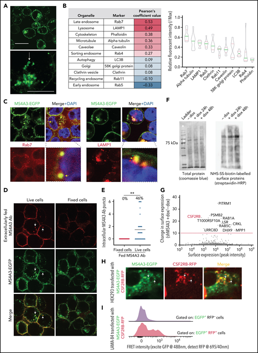 MS4A3 traffics between plasma membrane and endosomes to regulate the endocytosis surface-bound protein. (A) Representative confocal microscopy images of LAMA-84 cells expressing MS4A3-EGFP fusion protein. The arrow depicts a typical intracellular vesicle with MS4A3-EGFP accumulation. Upper scale bar: 10 μm, lower scale bar: 5 μm. (B) Confocal microscopy-based colocalization analysis of MS4A3-EGFP with various intracellular structures in HEK293T cells. Left: extent of colocalization quantified as Pearson’s coefficient value. Right: relative fluorescent intensity of marker proteins in MS4A3-EGFP positive vesicles. (C) Confocal microscopy showing the accumulation of MS4A3-EGFP in late endosomes, and near lysosomes, in LAMA-84 cells. Boxes indicate areas of higher magnification. Color-coded arrows point to representative puncta of overlapping or adjacent signals. (D) Trafficking of cell surface MS4A3 (extracellularly labeled by monoclonal antibody, red) to endosomal MS4A3 pool (shown by MS4A3-EGFP, green puncta) after 5 minutes of incubation at 37°C. Arrows point at representative endosomes with internalized surface MS4A3 (red + green). (E) Quantification of cells containing internalized MS4A3 from experiment in panel D. (F) Streptavidin blotting (left) and Coomassie blue staining (right) of sulfo-NHS-biotin-labeled LAMA-84 cells with or without MS4A3 KD. (G) Tandem MS identified surface-bound proteins whose internalization is mediated by MS4A3. LAMA-84 cells with dox-shMS4A3 were cultured with or without 100 ng/mL dox for 72 hours before sulfo-NHS-SS-biotin labeling, streptavidin-bead pulldown, and MS analysis. (H) HEK293 cells were transfected with MS4A3-EGFP fusion and CSF2RB-RFP fusion protein plasmids, and cells were fixed and imaged by confocal microscopy. Arrows point at intracellular vesicles with overlapping green and red signals. (I) LAMA-84 cells were transfected with MS4A3-EGFP fusion and CSF2RB-RFP fusion protein plasmids by electroporation, and the colocalization between the 2 proteins were analyzed by FRET signals on a flow cytometer with multiple detection filters for each laser.