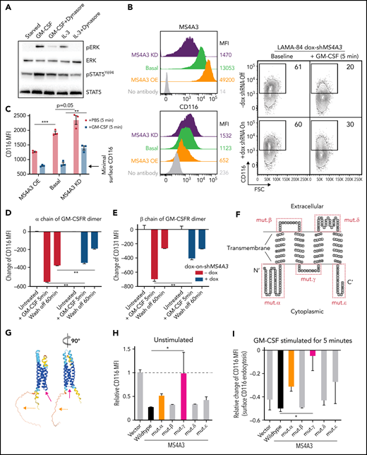 MS4A3 mediates GM-CSF/IL-3-induced receptor endocytosis and downstream signaling in LAMA-84 cells. (A) Western blotting of pERK and pSTAT5Y694 after GM-CSF/IL-3 stimulation, with or without pretreatment of the endocytosis blocker, dynasore (a dynamin inhibitor). (B) Flow cytometry plots of MS4A3 and surface CD116 in LAMA-84 cells with endogenous dox-shMS4A3 (KD), MS4A3 (basal), or MS4A3 overexpression (OE). Right: representative plots of GM-CSF-induced CD116 endocytosis and the effect of MS4A3 KD. (C) GM-CSF-induced CD116 endocytosis analyzed by flow cytometry. MFI: mean fluorescent intensity (surface). (D-E) Endocytosis and recycling of GM-CSFR α chain and β chain after GM-CSF stimulation and wash off. The changes of MFI compared with before stimulation values were plotted. (F-G) Two-dimensional and 3D illustrations of MS4A3 protein structure and features. Two-dimensional structure and transmembrane domain depiction were generated by TOPO2 (Johns S.J., TOPO2, Transmembrane protein display software, http://www.sacs.ucsf.edu/TOPO2/). The 3D structure is predicated by the world-leading AI-based protein folding engine, AlphaFold.83 Color-coding indicates the prediction confidence level, with higher confidence trending blue and lower trending yellow. Arrows point at the color-coded mutant regions in panel H-J. (H) Baseline CD116 surface level in cells transfected with various MS4A3 mutants. (I-J) GM-CSF-induced GM-CSFR endocytosis as shown by relative changes in CD116 and CD131 surface levels in cells transfected with various MS4A3 mutants. (K) IL-3-induced CD123 endocytosis analyzed by flow cytometry. (L) Western blotting of GM-CSF/IL-3-induced signaling activation in cells with endogenous MS4A3, dox-shMS4A3, or MS4A3 overexpression. Quantifications of signal intensities from 4 independent experiments are provided on the right.