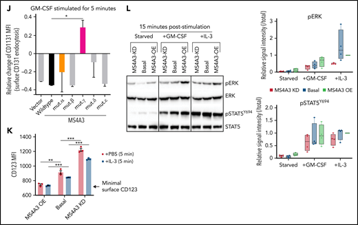 MS4A3 mediates GM-CSF/IL-3-induced receptor endocytosis and downstream signaling in LAMA-84 cells. (A) Western blotting of pERK and pSTAT5Y694 after GM-CSF/IL-3 stimulation, with or without pretreatment of the endocytosis blocker, dynasore (a dynamin inhibitor). (B) Flow cytometry plots of MS4A3 and surface CD116 in LAMA-84 cells with endogenous dox-shMS4A3 (KD), MS4A3 (basal), or MS4A3 overexpression (OE). Right: representative plots of GM-CSF-induced CD116 endocytosis and the effect of MS4A3 KD. (C) GM-CSF-induced CD116 endocytosis analyzed by flow cytometry. MFI: mean fluorescent intensity (surface). (D-E) Endocytosis and recycling of GM-CSFR α chain and β chain after GM-CSF stimulation and wash off. The changes of MFI compared with before stimulation values were plotted. (F-G) Two-dimensional and 3D illustrations of MS4A3 protein structure and features. Two-dimensional structure and transmembrane domain depiction were generated by TOPO2 (Johns S.J., TOPO2, Transmembrane protein display software, http://www.sacs.ucsf.edu/TOPO2/). The 3D structure is predicated by the world-leading AI-based protein folding engine, AlphaFold.83 Color-coding indicates the prediction confidence level, with higher confidence trending blue and lower trending yellow. Arrows point at the color-coded mutant regions in panel H-J. (H) Baseline CD116 surface level in cells transfected with various MS4A3 mutants. (I-J) GM-CSF-induced GM-CSFR endocytosis as shown by relative changes in CD116 and CD131 surface levels in cells transfected with various MS4A3 mutants. (K) IL-3-induced CD123 endocytosis analyzed by flow cytometry. (L) Western blotting of GM-CSF/IL-3-induced signaling activation in cells with endogenous MS4A3, dox-shMS4A3, or MS4A3 overexpression. Quantifications of signal intensities from 4 independent experiments are provided on the right.