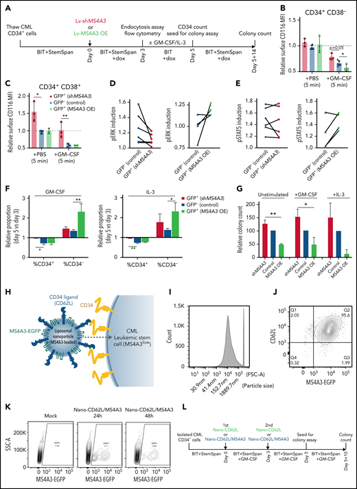 MS4A3 enhances GM-CSF/IL-3-induced receptor endocytosis, signaling, and differentiation in primary CML CD34+ cells. (A) Experimental outline of primary CML sample analyses. Both Lv-MS4A3-OE and Lv-dox-shMS4A3 carry GFP to mark transduced cells. GFP- cells are untransduced internal assay controls in the same samples, receiving the same treatment and analyses. Untransduced cells in both groups are combined for analysis. BIT supplement (BIT9500) contains BSA, human insulin, and human transferrin-Fe. StemSpan (CC100) is a cytokine cocktail for HSC and progenitor expansion. (B,C) Flow cytometry analysis of GM-CSF-induced CD116 endocytosis in CML CD34+ cells (n = 3). (D-E) Intracellular phospho-kinase staining of CML CD34+ cell cultures after GM-CSF and IL-3 stimulation for 30 minutes (n = 6). (F) Relative abundance of CD34+ and CD34- cells in the single cytokine pulsing differentiation assay (n = 3). (G) Colony formation of CML CD34+ cells with or without GM-CSF/IL-3-induced differentiation (n = 3). (H) Illustration of the nanoparticle targeting strategy. (I) Size distribution of the manufactured MS4A3 nanoparticles. Sizes are calculated from a standard curve made by a series of microbeads of known sizes. (J) Contour plot of MS4A3 nanoparticles (EGFP+) carrying CD34 ligand, CD62L. (K) Delivery and retention of MS4A3-EGFP by CD62L-coated nanoparticles, as tested in CD34+ Kasumi-1 cells. (L) Experimental design for testing the effect of nanoparticle-based MS4A3 delivery. (M,N) Proportions of various cell types in stem cell cultures with indicated treatments. (O-P) Flow cytometry detection of CD34 level on groups of cells after indicated treatments. (Q-R) Colony-forming capability of stem cells after indicated treatments.