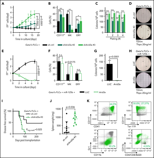 Arid3a knockdown mimics the miR-125b phenotype in Gata1s FLCs. (A) Percentage of transduced (sh-ctrl or shArid3a #2 or #3) Gata1s FLCs compared with that on day 0 (n = 4, 2-way ANOVA). (B) Percentage of stem/progenitor cells (CD117+), mature megakaryocytes (MK, CD41+ CD42d+), and erythroid cells (ERY, CD71+Ter-119+) in transduced (sh-ctrl or shArid3a #2 or #3) Gata1s FLCs after 6 days of differentiation (n = 3, paired Student t test). (C-D) Serial replating of transduced (sh-ctrl or shArid3a #2 or #3) Gata1s FLCs in methylcellulose-based medium with low concentrations of Thpo (20 ng/mL). (C) The number of megakaryocyte colonies, with the serial replating number on the x-axis (n = 4, 2-way ANOVA) (C), alongside a representative image from the first plating of 4 independent experiments (D). (E) Percentage of cDNA-transduced (Arid3a or LUC) miR-125b-Gata1s FLCs normalized to that on day 0 (n = 4, unpaired Student t test). (F) Percentage of stem/progenitor cells (CD117+), mature megakaryocytes (MK, CD41+CD42d+), and erythroid cells (ERY, CD71+Ter-119+) in cDNA-transduced (Arid3a or LUC) miR-125b-Gata1s FLCs after 6 days of differentiation (n = 3, paired Student t-test). (G-H) Methylcellulose-based colony-forming assays of cDNA-transduced (Arid3a or LUC) miR-125b Gata1s FLCs in low Thpo conditions (20 ng/mL; n = 4, unpaired Student t test). (G) The number of colonies (depicted in panel H) alongside a representative image from 4 independent experiments. (I-K) Analysis of C57BL/6J recipients of shRNA-transduced (sh-ctrl or shArid3a) Gata1s FLCs, including Kaplan-Meier survival curves (log-rank test) (I), spleen weights (unpaired Student t test) (J), and representative flow cytometry plots of BM-derived leukemic cells from the diseased mice (K). shArid3a-expressing Gata1s FLC–derived blasts are highlighted in green. The average percentage of shArid3a+ blasts belonging to each immunophenotype is indicated in the corresponding gate. All data are presented as the mean ± standard deviation. *P < .05; **P < .01; ***P < .001. FP+, fluorescent protein positive; n.s., not significant.