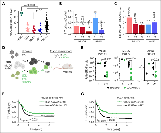 Restoring ARID3A expression reestablishes normal differentiation of leukemic blasts. (A) ARID3A expression (RPKM) in fetal CD34+ HSPCs (n = 3) and sorted pediatric AML blasts of different subtypes: TAM (n = 16), ML-DS (n = 13), and AMKL (n = 9); others include CBFB-MYH11 (n = 12), RUNX1-RUNX1T1 (n = 8), KMT2A-MLLT10 (n = 10), and KMT2A-MLLT3 (n = 8) (1-way ANOVA). (B-C) AMKL and ML-DS PDXs were transduced with doxycycline-inducible ARID3A or LUC cDNA vectors. (B) Normalized percentage of ARID3A+ cells after a 12-day induction with doxycycline, normalized to the LUC control. (C) Normalized percentage of ARID3A+ terminally differentiated megakaryocytes (CD41+CD61+CD42+) after an 8-day induction with doxycycline, normalized to the LUC control (n = 3 per PDX, unpaired Student t test vs the respective control). (D) Experimental design for evaluating ARID3A restoration in vivo. Leukemic blasts were transduced with ARID3A (GFP+) or a LUC control (GFP+) and mixed 1:1 with LUC control-transduced blasts (dTomato+), before transplantation into sublethally irradiated recipient mice. (E) Ratio of GFP+ to dTomato+ cells in input cells (IP), and in the bone marrow (BM) of mice euthanized 4 to 5 weeks after transplantation (n = 5, unpaired Student t test). (F) Probability of event-free survival (EFS) in 258 NCI-TARGET pediatric patients with AML,63 with high (green; >12.0 normalized reads; cutoff determined via maximally selected rank statistics) or low ARID3A expression (black; ≤12.0 normalized reads). (G) Probability of EFS in 171 TCGA (The Cancer Genome Atlas) adult patients with AML64 with high (green; >12.3 normalized reads; cutoff determined via maximally selected rank statistics) or low ARID3A expression (black; ≤12.3 normalized reads). (A-C,E) Data are the mean ± standard deviation. FP+, fluorescent protein positive; n.s., not significant.