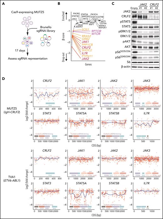 Genome-wide CRISPR-Cas9 screens identify genes/pathways relevant for IgH-CRLF2-r ALL cell survival. (A) Schematic representation of the CRISPR-Cas9 screen. MUTZ5 cells stably expressing Cas9 were transduced with the Brunello library, selected in puromycin, and cultured for 17 days. (B) Genes were significantly enriched after the 17-day incubation period. Genes essential for cell fitness are represented by negative β scores. Genes encoding positive regulators of the RAS (orange) or mTORC1 (purple) pathways were identified as essential genes. Genes encoding proteins involved in JAK/STAT signaling are indicated. (C) MUTZ5 cells stably expressing sgRNAs targeting JAK2 or CRLF2 were generated, and the activation status of signaling factors involved in JAK/STAT, RAS, and mTORC1 pathways was assessed via western blot. (D) Saturation mutagenesis scan was performed by targeting coding exons of indicated genes. TVA1 cells, which harbor the ETV6-ABL1 fusion, served as controls. Read counts from final and initial time points were normalized to nontargeting guides, and log2 fold-change in guide abundance was calculated.