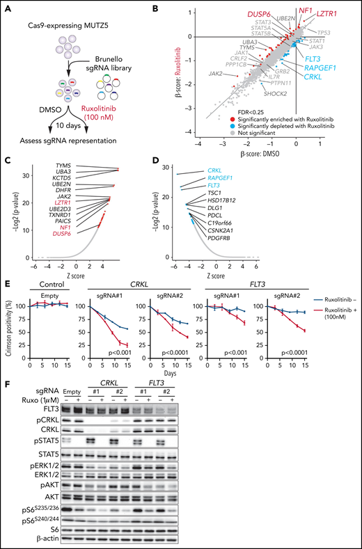 CRISPR screens identify genes relevant for ruxolitinib sensitivity. (A) Schematic representation of the CRISPR-Cas9 screen in the presence or absence of ruxolitinib. MUTZ5 cells were treated with ruxolitinib 7 days after library transduction and cultured for 10 more days. sgRNA abundance before and after culture was assessed as described.18 (B) Dot graph representing β scores of 19 114 genes in the presence or absence of ruxolitinib. Genes whose β scores exhibited statistically significant change upon ruxolitinib treatment (FDR <0.25) are depicted in red (sgRNA more enriched with ruxolitinib) or blue (sgRNA more depleted with ruxolitinib). (C) Genes whose sgRNA abundance was significantly altered by ruxolitinib treatment were assessed using the DrugZ program.32 Genes that possess positive (C) or negative (D) z scores are plotted according to statistical values. (E) MUTZ5 cells were transduced with a lentivirus vector encoding a sgRNA and the Crimson cassette and cultured with or without 100 nM ruxolitinib, which is the ruxolitinib concentration used for the CRISPR screen shown in (A). Crimson-positive cell fractions were measured at indicated times by FACS. At each time point, that proportion was normalized to the number of Crimson-positive cells present at day 0 (2 days after transduction). Empty vector served as control. Each condition was assessed in triplicate, and data are represented as means ± SD. P values were calculated using an unpaired t test. (F) MUTZ5 clones stably expressing sgRNA against CRKL or FLT3 were established, treated with or without ruxolitinib (Ruxo) (1 μM, 2 hours) as described43,50,58,65 and analyzed by western blotting.