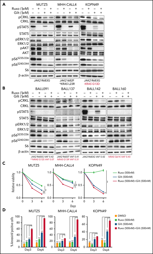 The gilteritinib/ruxolitinib combination effectively kills IgH-CRLF2-r ALL cells. Cells were treated with vehicle, gilteritinib (Gilt) (1 μM), ruxolitinib (Ruxo) (1 μM),43,50,58,65 or both, and protein samples were obtained 2 hours after treatment. Patient samples were cultured in RPMI medium supplemented with 20% FBS. Western blots were performed using antibodies against indicated proteins. Three cell lines (A) and 4 primary samples (B), all of which harbor the IgH-CRLF2 rearrangements, were used. Mutation status of JAK2 and RAS is indicated below. *Pathogenic significance of this mutation is unclear (COSMIC ID: COSM303853). **NRAS G12S mutation was detected only in a minor fraction (VAF 0.07). (C) Cells were treated with gilteritinib (500 nM), ruxolitinib (500 nM), or both and cultured for 6 days. Viability of drug-treated relative to vehicle (DMSO)-treated cells is plotted. Each condition was assessed in triplicate, and data are represented as means ± SD. Cells were treated with ruxolitinib at 500 nM, which represented the IC50 when MUTZ5 cell viability was assessed after 6 days of culture with drug. (D) Proportions of apoptotic cells were assessed by Annexin V stain via FACS on days 3 and 6 after DMSO or drug treatment. Each condition was assessed in triplicate, and data are represented as means + SD. P values were calculated using one-way ANOVA with Dunnett’s posttest for multiple comparisons. *P < .05, **P < .0001.
