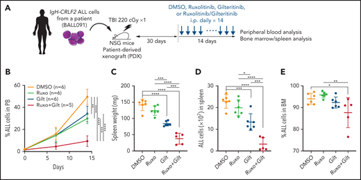 Gilteritinib combined with ruxolitinib has antileukemic activity in vivo. (A) Workflow of PDX experiments. Primary IgH-CRLF2 ALL cells (BALL091) were transferred to irradiated NSG mice, and drug treatment was initiated 30 days later. DMSO, gilteritinib (Gilt) (30 mg/kg), ruxolitinib (Ruxo) (60 mg/kg), or gilteritinib/ruxolitinib combination were administered intraperitoneally daily for 14 days. hCD19+ cells in PB were monitored over time by FACS, and leukemia burden in the spleen was assessed the day after the last drug injection. (B) Proportions of hCD19+ ALL cells in PB were examined by FACS over a 2-week period. Data are represented as means ± SD. Spleen weight (C), ALL cell numbers in spleen (D) and proportions of ALL cells in BM (E) were assessed the day after the last drug injection. Data are represented as individual values with mean ± SD bars. P values were calculated using one-way ANOVA with Tukey’s posttest for multiple comparisons. *P < .05, **P < .01, ***P < .001, ****P < .0001.
