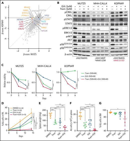 The gilteritinib/trametinib combination is effective against IgH-CRLF2-r ALL cells regardless of RAS mutation status. (A) Genome-wide CRISPR/Cas9 screen was performed using KOPN49 cells. Dot graph represents β scores obtained from KOPN49 and MUTZ5 screens. Positive regulators of the RAS pathway (depicted in orange), including RRAS2, GRAB2, SHOC2, and PTPN11, were relevant only in MUTZ5 cells. KRAS depletion had significant effects only in KOPN49 cells, which harbor the KRAS G13D mutation. (B) Cells were treated with vehicle, gilteritinib (Gilt) (1 μM), trametinib (Tram) (1 μM), or their combination, and protein samples were obtained 2 hours after treatment. Western blots were performed using 3 cell lines. (C) Growth curves were generated as described in Figure 3C. (D) The IgH-CRLF2-r ALL (BALL091) PDX model was treated with vehicle (DMSO), gilteritinib (30 mg/kg), trametinib (1 mg/kg), or the gilteritinib/trametinib combination as described in Figure 4A. Proportions of hCD19+ ALL cells in PB were examined by FACS over time. Data are represented as means ± SD. Spleen weight (E), ALL cell numbers in spleen (F), and proportions of ALL cells in BM (E) were assessed the day after the last drug injection. Data are represented as individual values with mean ± SD bars. P values were calculated using one-way ANOVA with Tukey’s posttest for multiple comparisons. *P < .05, **P < .01, ***P < .001, ****P < .0001.