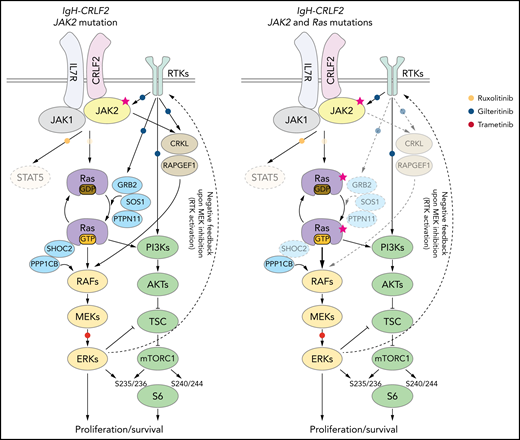 Proposed model of signaling pathways relevant to RAS-WT or RAS -mutated IgH-CRLF2-r ALL cells. STAT signaling is largely dispensable regardless of RAS mutation status. (Left) In RAS-WT/JAK2-mutated-IgH-CRLF2-r ALL cells, the IL7R/CRLF2/JAK2/JAK1 complex plays a major role in relaying signals toward downstream RAS/mTORC1 pathways. Adaptor molecules (CRKL and RAPGEF), which relay RTK-mediated signals (eg, FLT3), and modulators of the RAS/mTORC1 pathway (GRB2, SOS1, PTPN11, and SHOC2) are necessary for cell growth. (Right) By contrast, they are largely dispensable in RAS-mutated IgH-CRLF2-r ALL cells. Furthermore, RAS-mutated ALL cells depend less on the IL7R/CRLF2/JAK2/JAK1 complex than do RAS-WT cells. Signaling pathways targeted by ruxolitinib, gilteritinib, and trametinib are also depicted. Phosphorylation of S6 protein at S235/236 is mediated by both ERK and mTORC1 activity,40 while S6 phosphorylation at S240/244 is primarily mTORC1-dependent.40 The upstream RTK pathway is reportedly activated by MEK inhibition.61