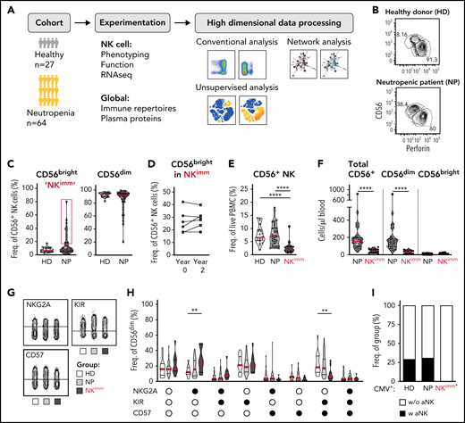 Altered NK-cell homeostasis in a subset of patients with neutropenia. (A) Study design. (B-C) Flow cytometry analysis of frequencies of CD56bright/dim among total NK cells. A subset of 14 patients with neutropenia (NP) with elevated levels of CD56bright cells (defined as >HD mean +3 standard deviations, were relabeled NKimm. (D) Frequencies of CD56bright cells in NKimm patients sampled 2 years apart. (E) Frequency of total CD56+ NK among PBMCs. (F) Cell counts of CD56+ NK cells. (G-H) Subset level phenotyping of CD56dim NK cells based on NKG2A, KIR, and CD57 expression. (I) The frequency of CMV+ donors with an adaptive NK-cell population (aNK) within each group. HD (n = 20), NP (n = 39), and NKimm (n = 14). *P < .05; **P < .01; ***P <.001; ****P < .001 by nonparametric test, and binomial distribution (I).