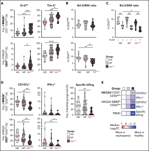 Activation, proliferation, and exhaustion of the CD56dim NK compartment in the NKimm group. Extended NK-cell phenotype analysis by flow and mass cytometry. (A) Ki-67+ and Tim-3+ cells in NKG2A+/−CD57+/− CD56dim NK-cell subsets. (B) Bcl-2 to BIM ratio in CD56bright and CD56dim NK cells and in panel C, based on Ki-67 expression in CD56dim cells. (D-E) NK-cell subset responses to K562 tumor target cells in terms of degranulation (CD107a), interferon-γ production, and specific killing of target cells by NK cells among PBMCs, as judged by Dead Cell Marker+ caspase-3+ target cells. Data shown in heat maps are depicted as median log2-fold change, compared with HD cells. HD (n = 10), NP (n = 10), and NKimm (n = 9). *P < .05; **P < .01; ***P < .001; ****P < .0001, by nonparametric test. HD (n = 10-20), NP (n = 10-39), and NKimm (n = 10-14).