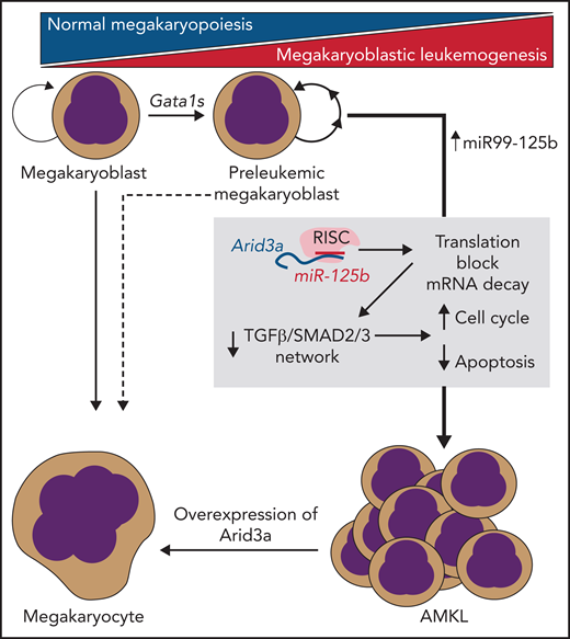 miR-125b/RISC–mediated translational blockade and mRNA decay of Arid3a are necessary and sufficient to transform Gata1s-mutant preleukemic megakaryoblasts into fulminant AMKL. This process is mediated via disruption of TGF-β/SMAD2/3–induced transcription networks by loss of Arid3a.