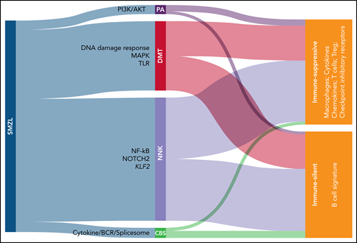 Novel classification of SMZL. Mutational analysis allows to classify SMZL in 4 clusters: PA (PI3K/AKT), DMT (DNA damage response/MAPK/Toll-like receptor), NNK (NF-kB/NOTCH/KLF2), and CBS (cytokine/BCR/spliceosome). SMZLs can be further distinguished based on transcriptome analyses of spleen sections in immune-silent, which express mostly B-associated genes, or immune-suppressive, which express also T-associated genes coding for immunomodulatory molecules.