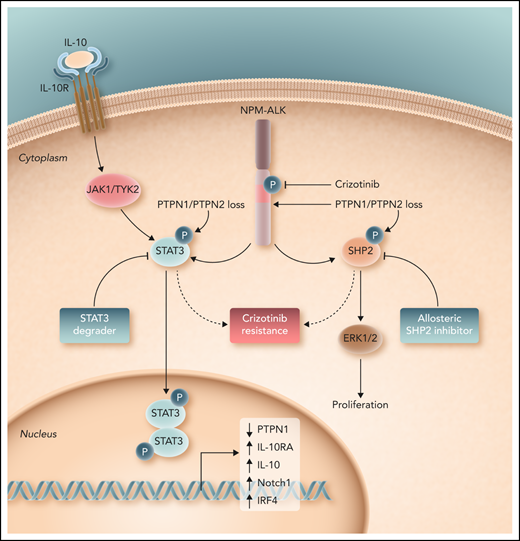 Loss of the protein tyrosine phosphatases PTPN1 and PTPN2 promote ALK-dependent phosphorylation and activation of STAT3 and SHP2, both of which promote resistance to crizotinib in ALK+ ALCL. Consequently, as demonstrated by Karaca-Ataby et al, allosteric SHP2 inhibitors may be rationally combined with crizotinib in ALK+ ALCL. Professional illustration by Somersault 18:24.