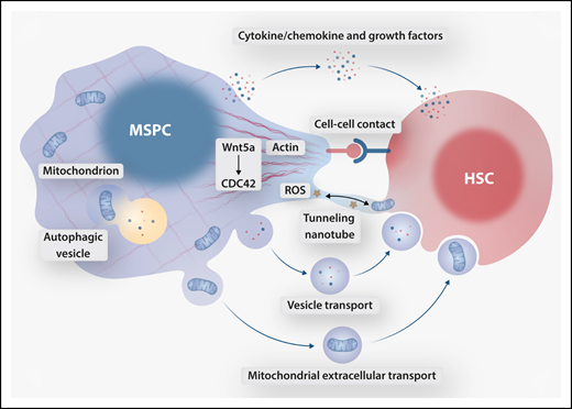 Proposed mechanisms of crosstalk between MSPCs and HSCs downstream of Wnt5a-CDC42–dependent actin organization. MSPC cytoskeletal polarity facilitates cell contact–dependent HSC orientation and bidirectional tunneling nanotube-mediated transfer of ROS and mitochondria. Cytoskeleton-dependent secretory autophagy contributes to the MSPC secretome, in part regulating release of freely secreted HSC-supportive factors, extracellular vesicles, and vesicle-bound mitochondria. Professional illustration by Somersault 18:24.
