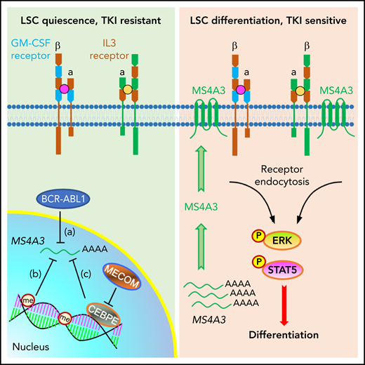 A working model depicting a role for MS4A3 in regulating CML LSC differentiation and TKI sensitivity, via modulating common βc receptor endocytosis and signaling. Left: in BCR-ABL1+ CML LSCs, BCR-ABL signaling (a), DNA and histone methylation (me) (b), as well as the MECOM/CEBPE axis (c) transcriptionally downregulate MS4A3, that encodes a tetraspan membrane protein. Low MS4A3 levels contribute to LSC quiescence, TKI resistance, and differentiation block in BP-CML. Right: MS4A3 levels are high in TKI-sensitive CML, or when exogenously delivered, they bind to the common βc for the GM-CSF and IL-3 receptors in the cell membrane, promote receptor endocytosis and activation of ERK and STAT5, thereby enhancing LSC differentiation.