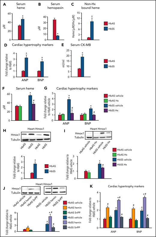 Excess heme leads to cardiomyopathy in mouse model of sickle cell disease through Hmox1 upregulation. (A-E,H) Sickling (HbSS) mice and nonsickling (HbAS) littermates (males and females, 16-24 weeks old) fed facility chow were euthanized to collect tissues. (A) Serum heme and (B) hemopexin (Hx) levels were determined by colorimetric analysis and ELISA, respectively. (C) Serum heme was normalized to hemopexin to determine relative amounts of Hx-free heme. (D) Relative mRNA expression was determined using qPCR in cardiac tissue and normalized to β-actin. (E) Serum creatine kinase-MB (CK-MB) levels were measured by ELISA. (F-G, I) HbAS and HbSS mice were injected with human Hx (4 mg/kg) once a week for 4 weeks. (F) Serum heme levels were determined by colorimetric analysis. (G) Relative mRNA expression was determined using qPCR in cardiac tissue and normalized to β-actin. (H-I) Relative protein expression of Hmox1 was determined using cardiac tissue and normalized to α-tubulin. Discontinuities between nonadjacent lanes of the same membrane were indicated by a solid line. (J-K) HbAS and HbSS mice were injected with hemin (25 mg/kg) or SnPP (12 mg/kg) intraperitoneally 3 times per week for 4 weeks, and cardiac Hmox1 expression was determined using western blot analysis. Discontinuities between nonadjacent lanes of the same membrane are indicated by a solid line. (K) Relative mRNA expression in cardiac tissue was determined by qPCR and normalized to β-actin. Results are representative of n = 7-11 per group. Data are expressed as mean ± standard error of the mean. Statistical significance was assessed using the (A-E, H) Student t test for 2-group comparison or (F-G, I-K) 1-way ANOVA followed by Tukey HSD post hoc test for comparison among 3 to 6 groups. *P < .05 vs HbAS mice of the same treatment. #P < .05 vs vehicle-treated mice of the same genotype.