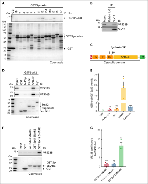 VPS33B binds to the SNARE domain of endosomal Stx12. (A) GST-pulldown assay. GST fusion proteins corresponding to the whole cytosolic domain of each of the 13 human Syntaxins (Qa-SNAREs) were bound to glutathione beads and incubated with purified Twin Strep-VPS16B/His-VPS33B complex. Top panel, the bound Twin Strep-VPS16B/His-VPS33B complex was detected by immunoblotting (IB) with antibodies against the His-VPS33B polyhistidine tag (His). Bottom panel, SDS-PAGE (Coomassie), indicating comparable loading amounts of the GST-fusion proteins. (B) Coimmunoprecipitation assay. A total MEG-01 cell extract was incubated with rabbit anti-Stx12 antibody bound to Sepharose beads or irrelevant rabbit IgG bound to Sepharose beads as a control. Bound proteins were analyzed by IB with antibodies against VPS33B and Stx12. (C) Cartoon depicting Stx12 domains. (D) GST-pulldown assay with the whole Stx12 cytosolic domain (Cyt) or the indicated fragments (N-Pep, Habc, SNARE) fused to GST and purified Twin Strep-VPS16B/His-VPS33B complex. The bound Twin Strep-VPS16B/His-VPS33B complex was detected by IB with antibodies to both VPS33B and VPS16B. SDS-PAGE (Coomassie) indicates comparable loading amounts of the GST-fusion proteins. (E) Quantification of the GST pulldown shown in D. The bars indicate the ratio of VPS33B pulled down by each of the Stx12 fragments over the whole cytosolic domain of Stx12 (n = 3). All samples were compared with GST alone, and statistical significance was determined via unpaired, 2-tailed Student t test. (F) GST-pulldown assay with the SNARE domains of Stx4, Stx5, and Stx12 fused to GST and purified Twin Strep-VPS16B/His-VPS33B complex. The bound Twin Strep-VPS16B/His-VPS33B complex was detected by IB with an antibody against VPS33B. SDS-PAGE (Coomassie) indicates comparable loading amounts of the GST-fusion proteins. (G) Quantification of the GST pulldown shown in F. The bars indicate the ratio of VPS33B pulled down by each of the SNARE fragments over GST (n = 3). All samples were compared with GST alone, and statistical significance was determined via unpaired, 2-tailed Student t test.
