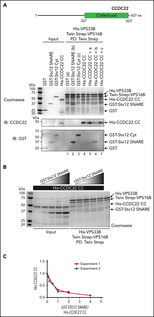 Stx12 and CCDC22 compete for binding to the VPS16B/VPS33B complex. (A) Top, cartoon depicting CCDC22 coiled-coil (CC) domain. Bottom, Twin Strep pulldown. Purified Twin Strep-VPS16B/His-VPS33B complex bound to Strep-Tactin beads (VV beads) was tested for its ability to pulldown (PD) purified GST (A, lane 1), GST-Stx12 SNARE (B, lane 2), GST-Stx12 Cytosolic domain (C, lane 3), His-CCDC22 CC (lane 4) or a combination of His-CCDC22 CC together with GST (lane 5), His-CCDC22 CC together with GST-Stx12 SNARE (lane 6) and His-CCDC22 CC together with GST-Stx12 Cytosolic domain (lane 7). Bound proteins were analyzed by SDS-PAGE (Coomassie) and immunoblotting (IB) using antibodies against CCDC22 and GST. (B) VV beads were incubated with a constant amount of His-CCDC22 CC and increasing amounts of GST-Stx12 SNARE. Bound proteins were analyzed by SDS-PAGE (Coomassie). The last lane to the right represents VV beads that were incubated with buffer only (no His-CCDC22 CC or GST-Stx12 SNARE). (C) His-CCDC22 CC band intensity quantification of the experiment shown in B (n = 2).