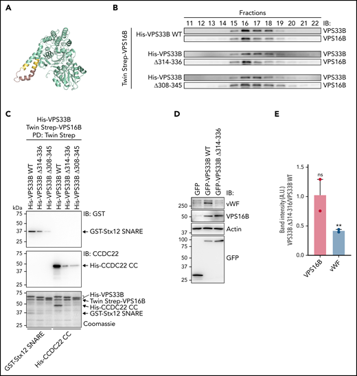 Stx12 and CCDC22 bind to the same region of VPS33B, which is essential for α-granule biogenesis. (A) Model of the human VPS33B 3-dimensional structure based on the human VPS33A crystal structure (PDB code: 4BX9).50 Deletions in the helical hairpin region of VPS33B are indicated in pink (Δ314-336) and yellow (Δ308-345). (B) Gel filtration analysis of purified WT or mutants Twin Strep-VPS16B/His-VPS33B complexes. (C) VV beads containing WT or the different VPS33B deletions were tested for their ability to pulldown GST-Stx12 SNARE or His-CCDC22 CC. Bound proteins were analyzed by IB using antibodies against GST and CCDC22 as well as by SDS-PAGE (Coomassie). (D) IB analysis of total cell extracts of VPS33B KO cells expressing GFP, GFP-VPS33B WT, or GFP-VPS33B Δ314-336. (E) Quantification of the vWF and VPS16B IB band intensities from the experiment shown in panel D. The ratio of the band intensity of either VPS33B Δ314-336 or VPS33B WT samples over the VPS33B WT sample for both vWF and VPS16B proteins were compared, and statistical significance was determined via unpaired, 2-tailed Student t test (n = 2). ns, not significantly different from WT.