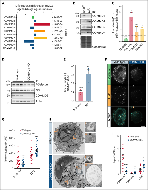 COMMD3 defines a major form of the CCC complex in MK cells and is required for normal α-granule biogenesis. (A) RNAseq analysis for the 10 COMMD genes indicates COMMD3, COMMD5, and COMMD7 are more highly expressed in differentiated than in undifferentiated imMKCL cells. (B) IB analysis of total extracts of undifferentiated and differentiated imMKCL cells. (C) Quantification of the results obtained in (B). Differentiated samples were compared with undifferentiated samples, and statistical significance was determined via unpaired, 2-tailed Student t test (n = 2). (D) Total extracts of WT or COMMD3 KO imMKCL cells were prepared and subjected to IB analysis with the indicated antibodies. Three independent experiments per cell type are shown. (E) Quantification of the results obtained in (D) expressed as the ratio of the normalized band intensities of P-selectin or PF4 in COMMD3 KO cells relative to WT imMKCL cells. COMMD3 KO samples were compared with WT samples, and statistical significance was determined via unpaired, 2-tailed Student t test (n = 3). (F) Immunofluorescence microscopy analysis of WT or COMMD3 KO cells costained with P-selectin and EEA1 antibodies. Bar = 5 µm. (G) Fluorescence intensity quantification of the cells shown in (F). COMMD3 KO samples were compared with WT samples, and statistical significance was determined via unpaired, Mann-Whitney U test (WT, n = 26; COMMD3 KO, n = 25). A.U., arbitrary units. (H) Thin-section transmission electron microscopy analysis of WT and COMMD3 KO imMKCL cells subjected to high-pressure freezing. Original magnification, ×11 000 for the picture showing the entire cell and ×49 000 for the enlarged insets (bars represent 1 μm and 100 nm, respectively). (I) Quantification of α-granules, δ-granules, and MVBs visualized in the experiment shown in (H). COMMD3 KO samples were compared with WT samples, and statistical significance was determined via unpaired, Mann-Whitney U test (WT n = 12; COMMD3 KO n = 13 cells). The WT data set is the same as the one shown in Figure 2F. ν, nucleus; α, α-granules; δ, δ-granules; MVB, multivesicular body.