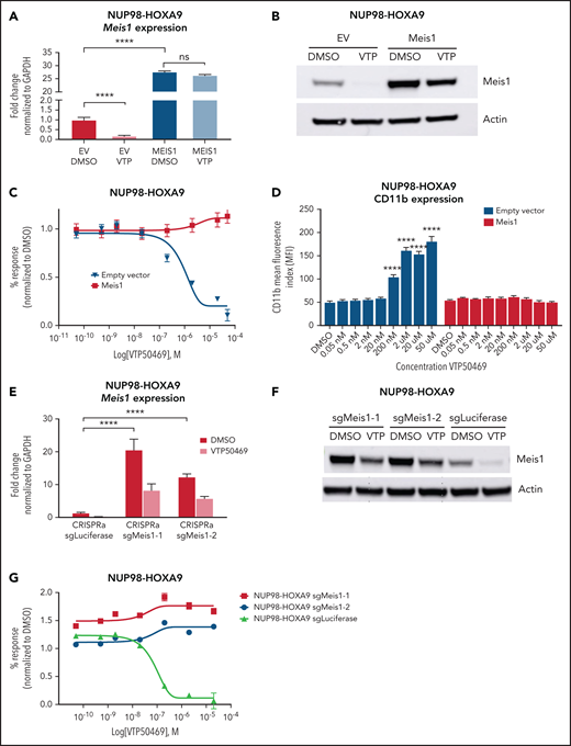 Rescue of Meis1 gene expression abrogates sensitivity to menin-MLL1 inhibition in NUP98-fusion leukemia. (A) Quantitative PCR for Meis1 mRNA in NUP98-HOXA9 mouse leukemia cells engineered to overexpress Meis1 and treated with DMSO or 2 μM VTP50469. Data are representative of 3 independent experiments. Two-way ANOVA with Dunnett’s multiple comparisons test was performed, ****P < .0001. (B) Immunoblot for Meis1 protein in NUP98-HOXA9 mouse leukemia cells engineered and treated as in (A). (C) NUP98-HOXA9 mouse leukemia cells engineered as in (A) and treated with an escalating dose curve of VTP50469. Data are representative of 3 independent experiments. (D) Expression of CD11b on NUP98-HOXA9 mouse leukemia cells overexpressing Meis1 and treated with an escalating dose curve of VTP50469. Data are representative of 3 independent experiments. Two-way ANOVA with Dunnett’s multiple comparisons test was performed, ****P < .0001. (E) Quantitative PCR for Meis1 mRNA in NUP98-HOXA9 mouse leukemia cells engineered to constitutively express dead Cas9 (dCas9) and transcriptional activators MS2, p65, and HSF1 with small guide RNAs targeting Meis1 or luciferase and treated with 2 μM VTP50469. Data are representative of 3 independent experiments. Two-way ANOVA with Dunnett’s multiple comparisons test was performed, ****P < .0001. (F) Immunoblot for Meis1 protein levels in cells engineered and treated as in (E). (G) NUP98-HOXA9 mouse leukemia cells engineered as in (E) and treated with an escalating dose curve of VTP50469. Data are representative of 3 independent experiments.
