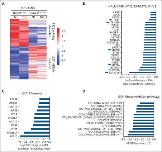 Heterozygous RUNX1 R174* mutation in OCI-AML2 depletes mRNA expressions of Myc target genes, gene sets involved in ribosome and tRNA pathways, and alters the polysome profile compared with parental OCI-AML2 cells. (A) RNA-Seq analysis was performed on OCI-AML2 and OCI-AML2 RUNX1R174*/wt (biologic duplicates). Heat map shows the number of mRNAs depleted or induced >1.25-fold and P value < .05 in the OCI-AML2 RUNX1R174*/wt compared with OCI-AML2 cells. (B-C) Log2 fold-change in mRNA expression levels of HALLMARK_MYC_TARGETS (V1 and V2) and GO: Ribosome gene sets in OCI-AML2 RUNX1R174*/wt compared with OCI-AML2 cells. (D) GSEA analysis and NES of OCI-AML2 RUNX1R174*/wt cell mRNA expressions compared with other ribosomal/tRNA-associated pathways. All false discovery rate (FDR) q-values <0.1. (E) Representative GSEA plots for OCI-AML2 RUNX1R174*/wt cell mRNA expressions compared with GO: Ribosome pathway. FDR q-value <0.1. (F) Polysome profiling of OCI-AML2 and OCI-AML2 RUNX1R174*/wt cells. The positions of the 40S, 60S, 80S, and polysomes in OCI-AML2 RUNX1R174*/wt relative to OCI-AML2 cells are noted. (G) RiboLace analysis was performed on OCI-AML2 and OCI-AML2 RUNX1R174*/wt cells. GSEA was performed against GO pathways utilizing the differentially translated mRNA signature in OCI-AML2 RUNX1R174*/wt vs OCI-AML2. Normalized enrichment scores are shown. All q-values are <0.1. (H) Log2 fold-change in actively translated mRNA (RiboLace) in OCI-AML2 RUNX1R174*/wt over OCI-AML2 cells compared with GO_Ribosome gene set.