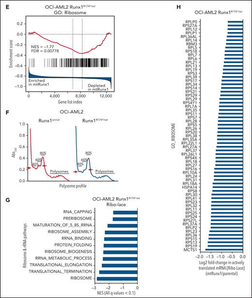 Heterozygous RUNX1 R174* mutation in OCI-AML2 depletes mRNA expressions of Myc target genes, gene sets involved in ribosome and tRNA pathways, and alters the polysome profile compared with parental OCI-AML2 cells. (A) RNA-Seq analysis was performed on OCI-AML2 and OCI-AML2 RUNX1R174*/wt (biologic duplicates). Heat map shows the number of mRNAs depleted or induced >1.25-fold and P value < .05 in the OCI-AML2 RUNX1R174*/wt compared with OCI-AML2 cells. (B-C) Log2 fold-change in mRNA expression levels of HALLMARK_MYC_TARGETS (V1 and V2) and GO: Ribosome gene sets in OCI-AML2 RUNX1R174*/wt compared with OCI-AML2 cells. (D) GSEA analysis and NES of OCI-AML2 RUNX1R174*/wt cell mRNA expressions compared with other ribosomal/tRNA-associated pathways. All false discovery rate (FDR) q-values <0.1. (E) Representative GSEA plots for OCI-AML2 RUNX1R174*/wt cell mRNA expressions compared with GO: Ribosome pathway. FDR q-value <0.1. (F) Polysome profiling of OCI-AML2 and OCI-AML2 RUNX1R174*/wt cells. The positions of the 40S, 60S, 80S, and polysomes in OCI-AML2 RUNX1R174*/wt relative to OCI-AML2 cells are noted. (G) RiboLace analysis was performed on OCI-AML2 and OCI-AML2 RUNX1R174*/wt cells. GSEA was performed against GO pathways utilizing the differentially translated mRNA signature in OCI-AML2 RUNX1R174*/wt vs OCI-AML2. Normalized enrichment scores are shown. All q-values are <0.1. (H) Log2 fold-change in actively translated mRNA (RiboLace) in OCI-AML2 RUNX1R174*/wt over OCI-AML2 cells compared with GO_Ribosome gene set.